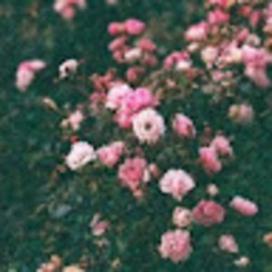 Meet your Posher, Alijah